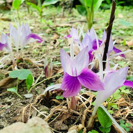 BagdograHimmat Guri Farmstead - Great Place To Chill With Family别墅 外观 照片